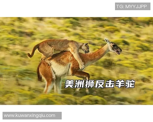 阿特拉斯与美洲狮的精彩对决结果揭晓，谁将胜出成焦点